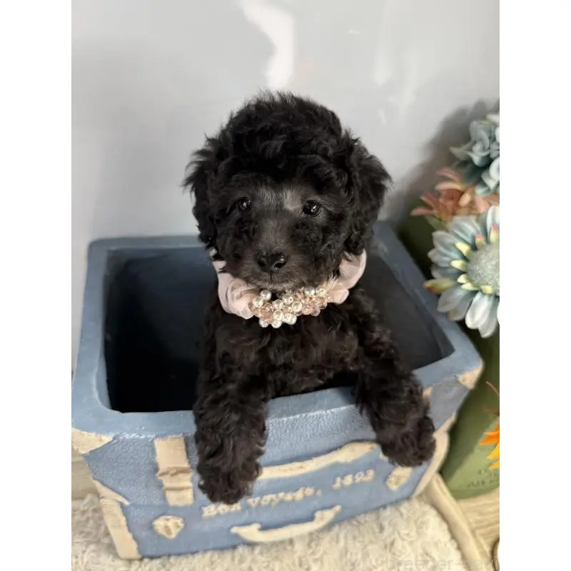 販売中の宮崎県のタイニープードル-451357の7枚目