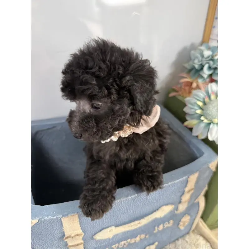 販売中の宮崎県のタイニープードル-451357の6枚目