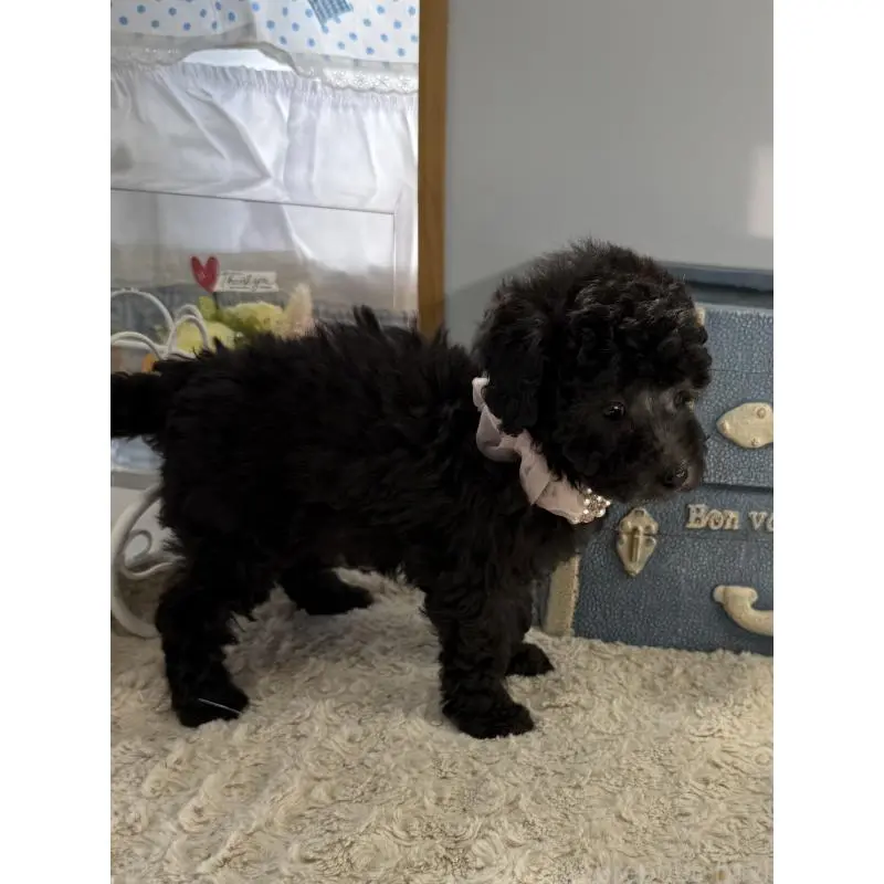 販売中の宮崎県のタイニープードル-451357の5枚目