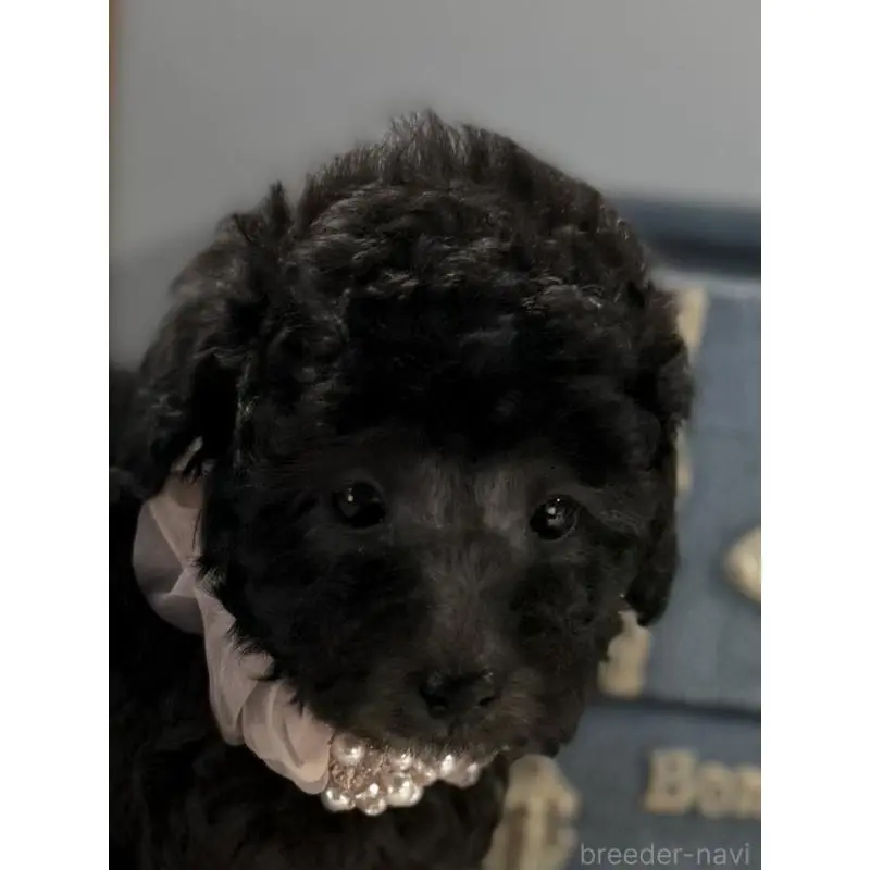 販売中の宮崎県のタイニープードル-451357の4枚目