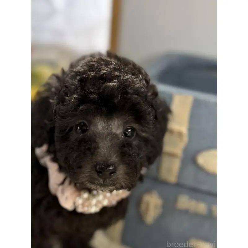 販売中の宮崎県のタイニープードル-451357の3枚目