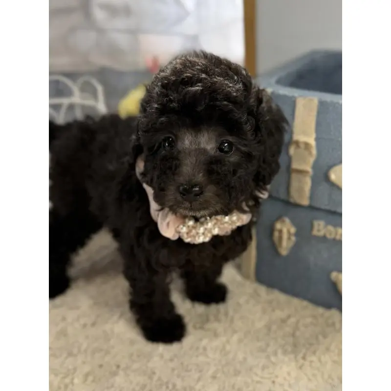 販売中の宮崎県のタイニープードル-451357の2枚目