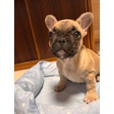 ♀︎フレンチブルドッグ