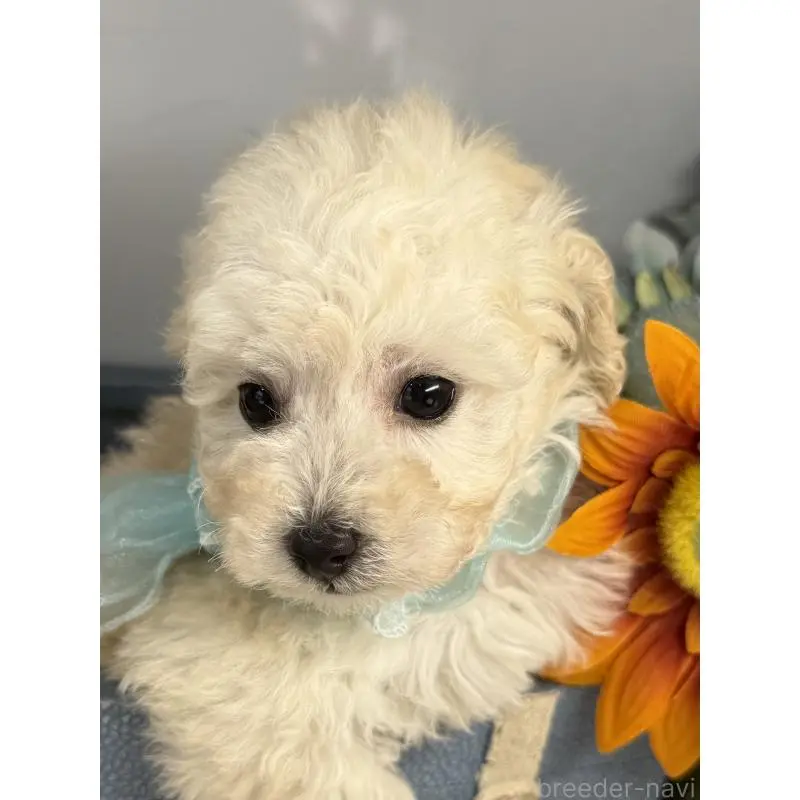 販売中の宮崎県のタイニープードル-451360の7枚目