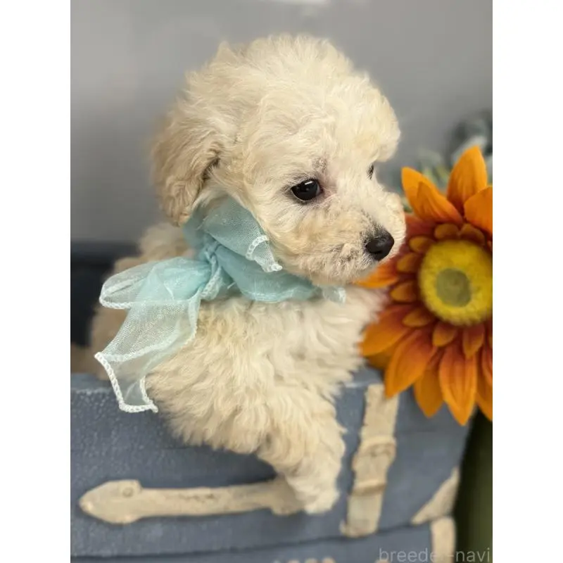 販売中の宮崎県のタイニープードル-451360の6枚目