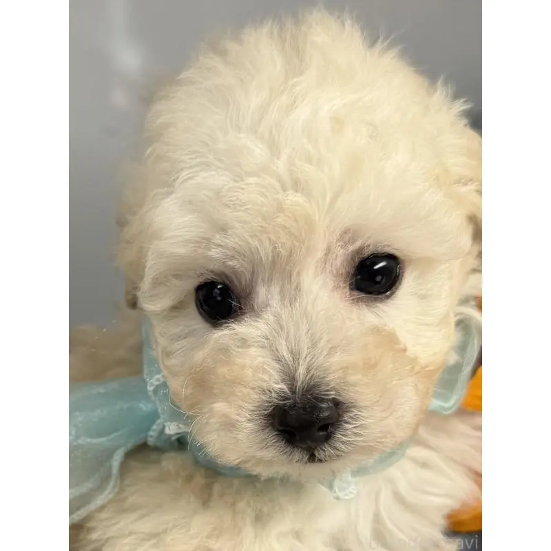 販売中の宮崎県のタイニープードル-451360の5枚目