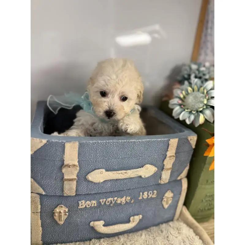 販売中の宮崎県のタイニープードル-451360の4枚目