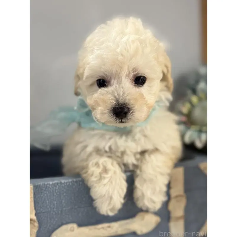 販売中の宮崎県のタイニープードル-451360の3枚目