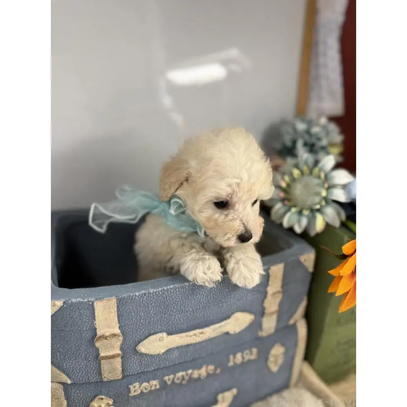 販売中の宮崎県のタイニープードル-451360の2枚目