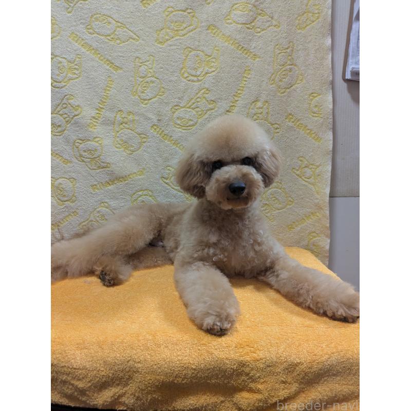 販売中の東京都のトイプードル-410586の2枚目