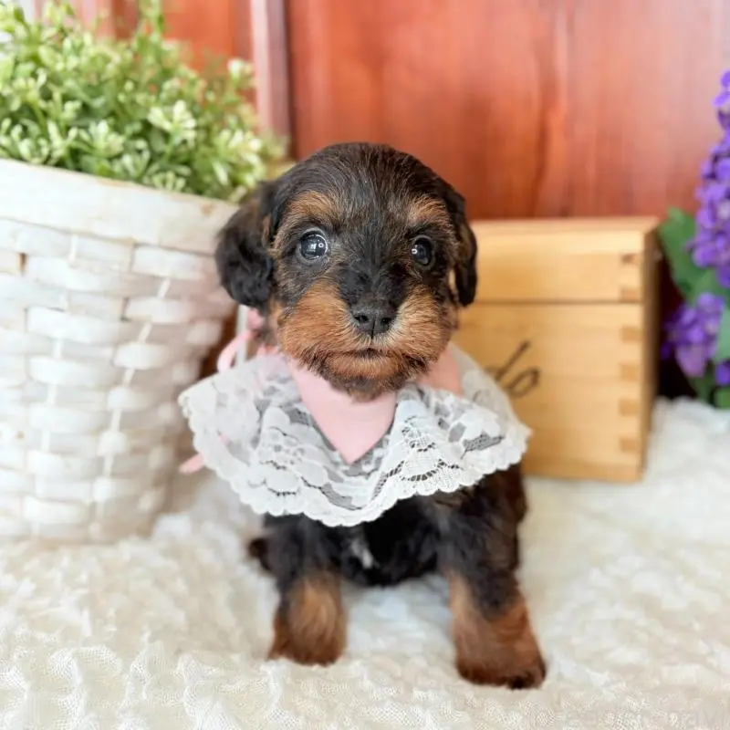 販売中の茨城県のミックス犬-451364