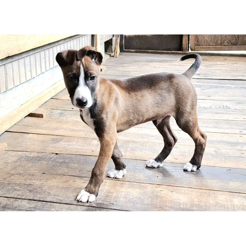 販売中の千葉県のミックス犬-451366の3枚目