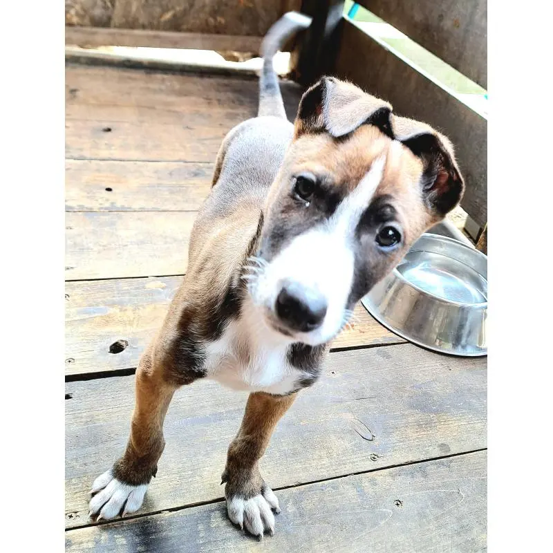 販売中の千葉県のミックス犬-451366の2枚目