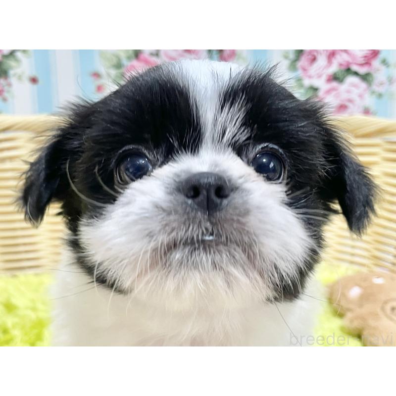 販売中の秋田県のチワズー:チワワ×シーズー-451371の12枚目