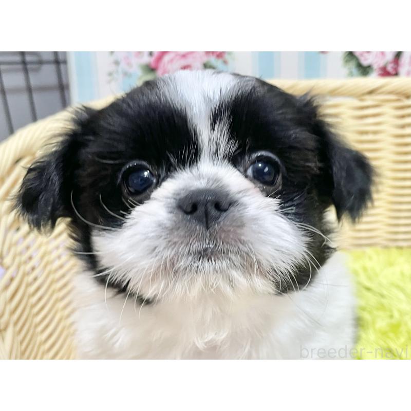 販売中の秋田県のチワズー:チワワ×シーズー-451371の11枚目