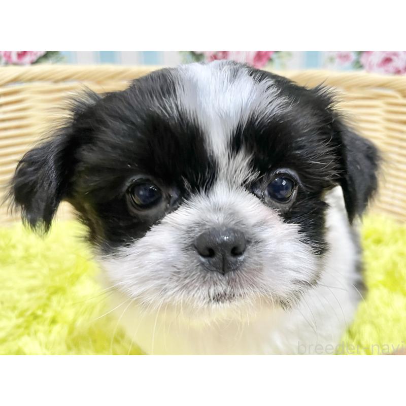 販売中の秋田県のチワズー:チワワ×シーズー-451371の10枚目