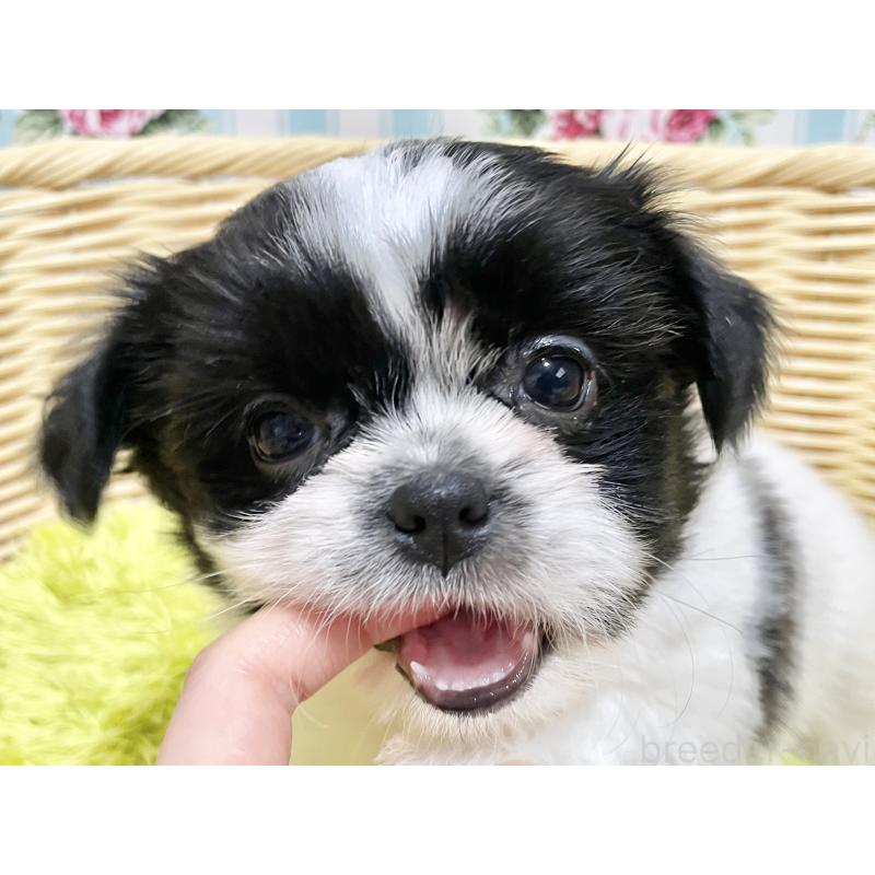 販売中の秋田県のチワズー:チワワ×シーズー-451371の9枚目