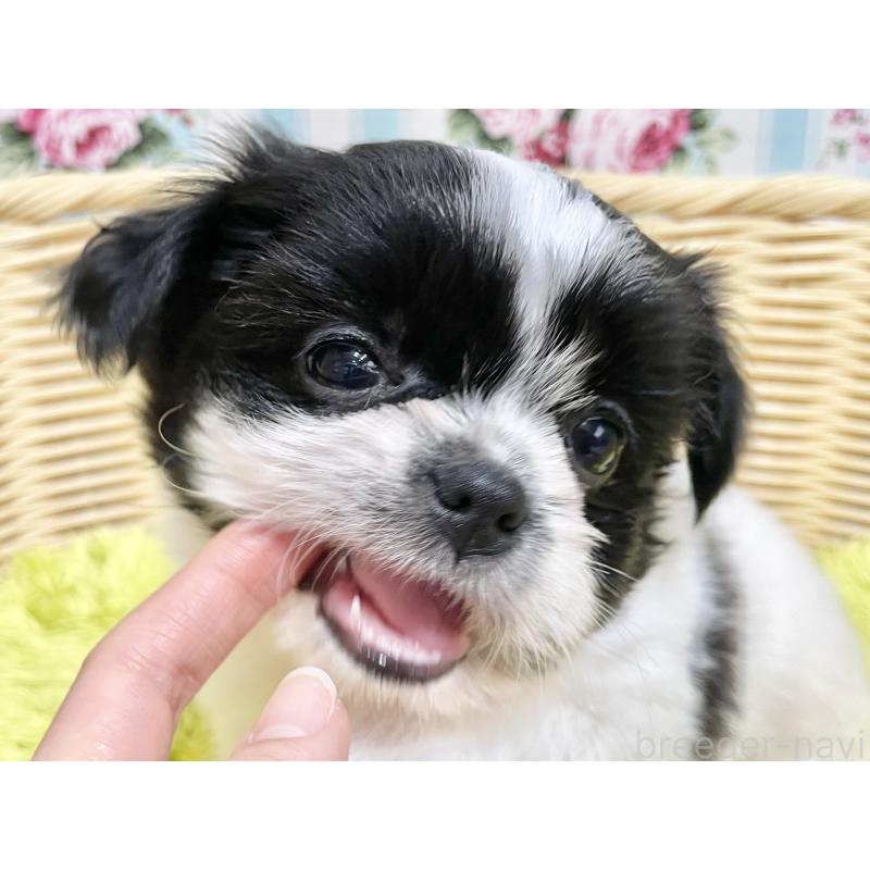 販売中の秋田県のチワズー:チワワ×シーズー-451371の8枚目