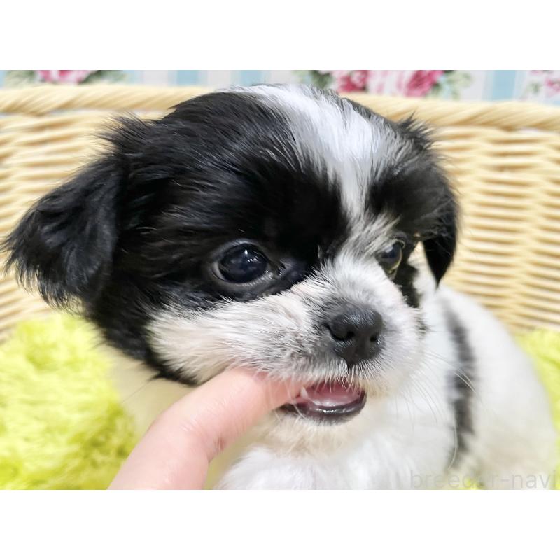 販売中の秋田県のチワズー:チワワ×シーズー-451371の7枚目