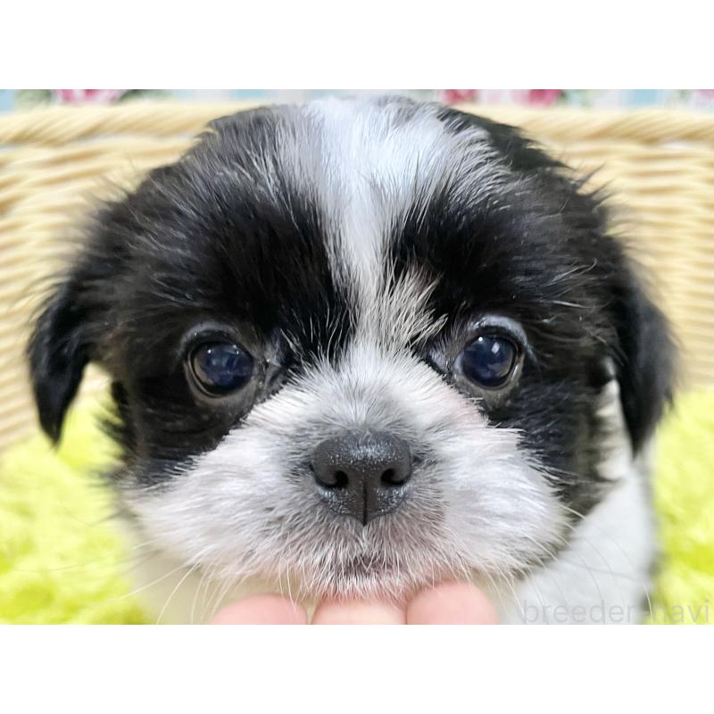 販売中の秋田県のチワズー:チワワ×シーズー-451371の6枚目