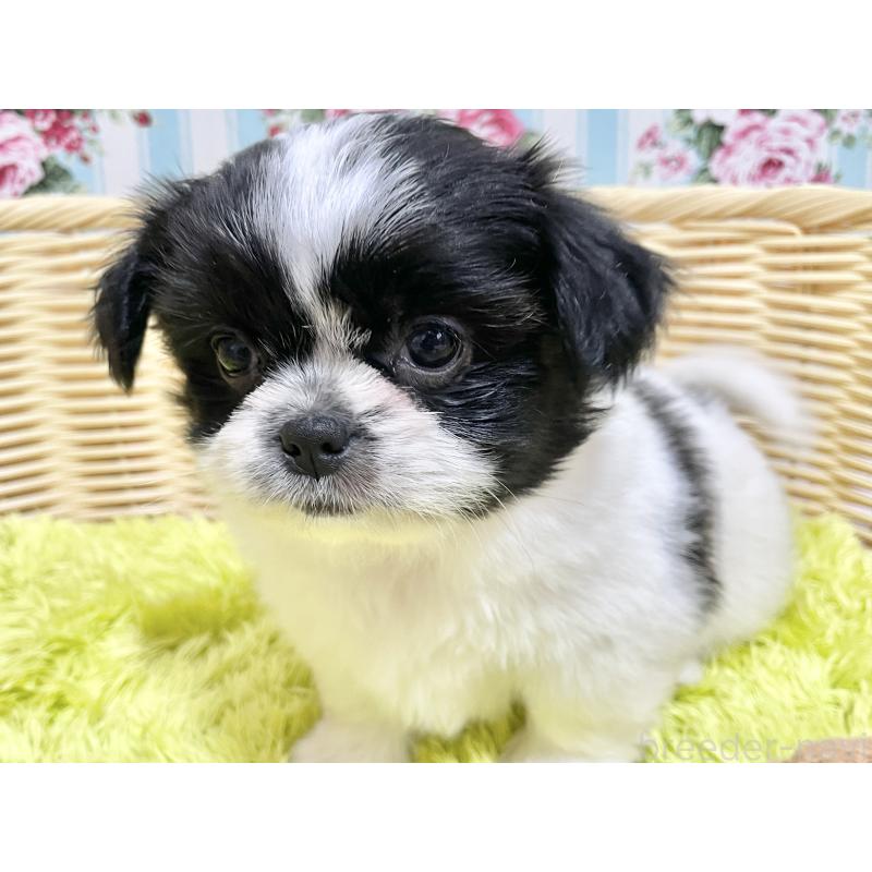 販売中の秋田県のチワズー:チワワ×シーズー-451371の5枚目