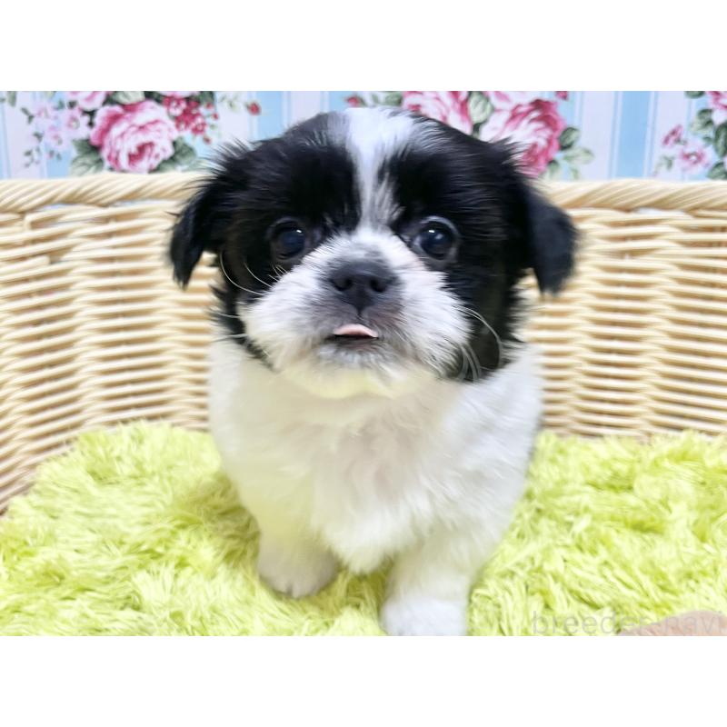 販売中の秋田県のチワズー:チワワ×シーズー-451371の4枚目