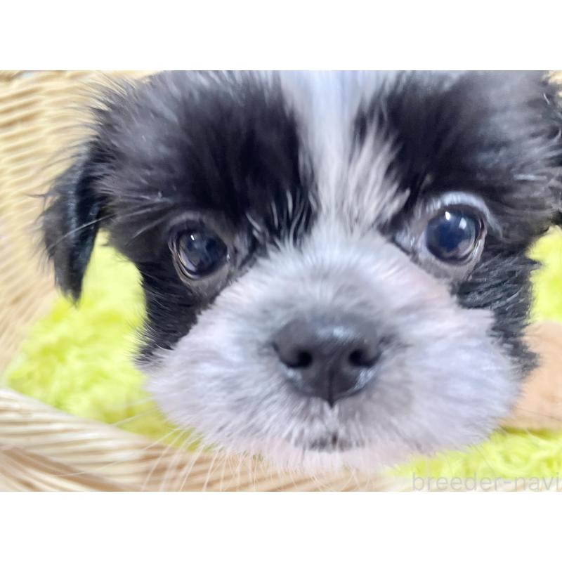 販売中の秋田県のチワズー:チワワ×シーズー-451371の3枚目