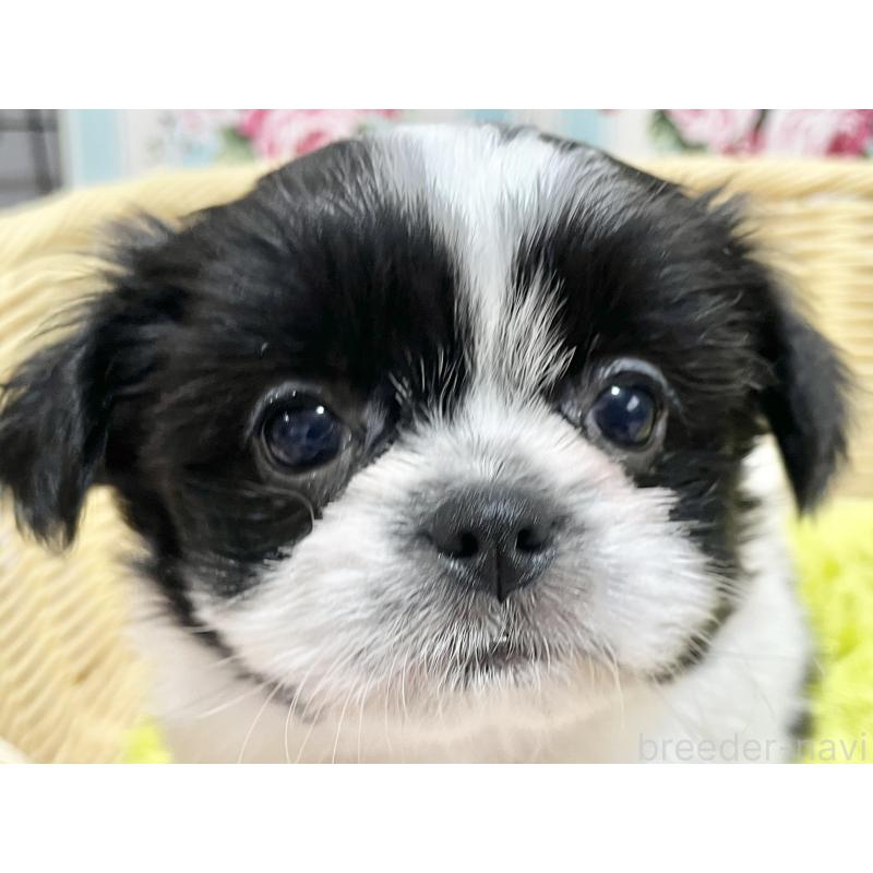 販売中の秋田県のチワズー:チワワ×シーズー-451371