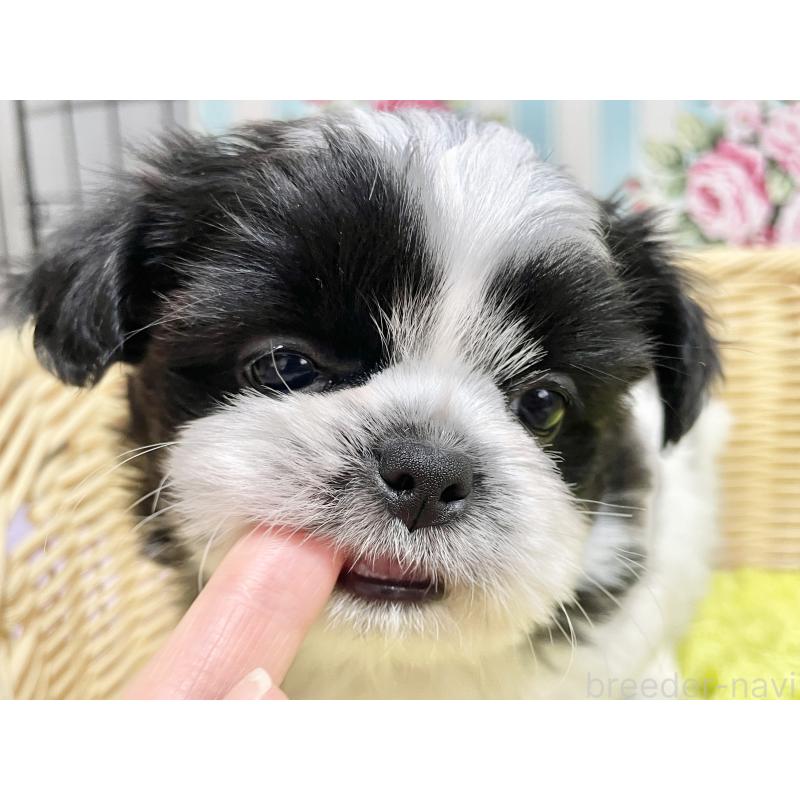 販売中の秋田県のチワズー:チワワ×シーズー-451372の19枚目