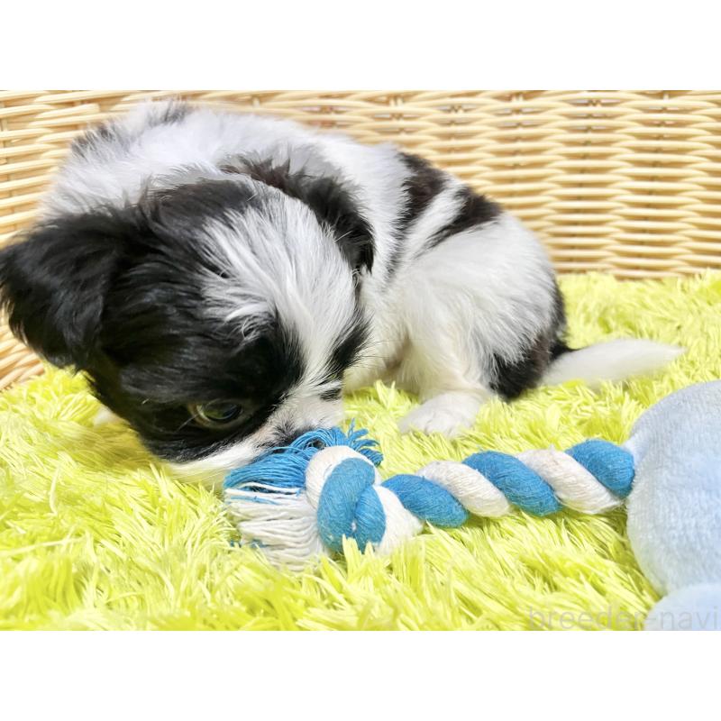 販売中の秋田県のチワズー:チワワ×シーズー-451372の18枚目