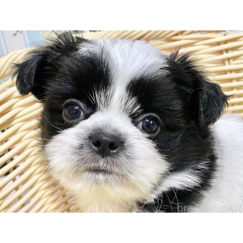 販売中の秋田県のチワズー:チワワ×シーズー-451372の17枚目