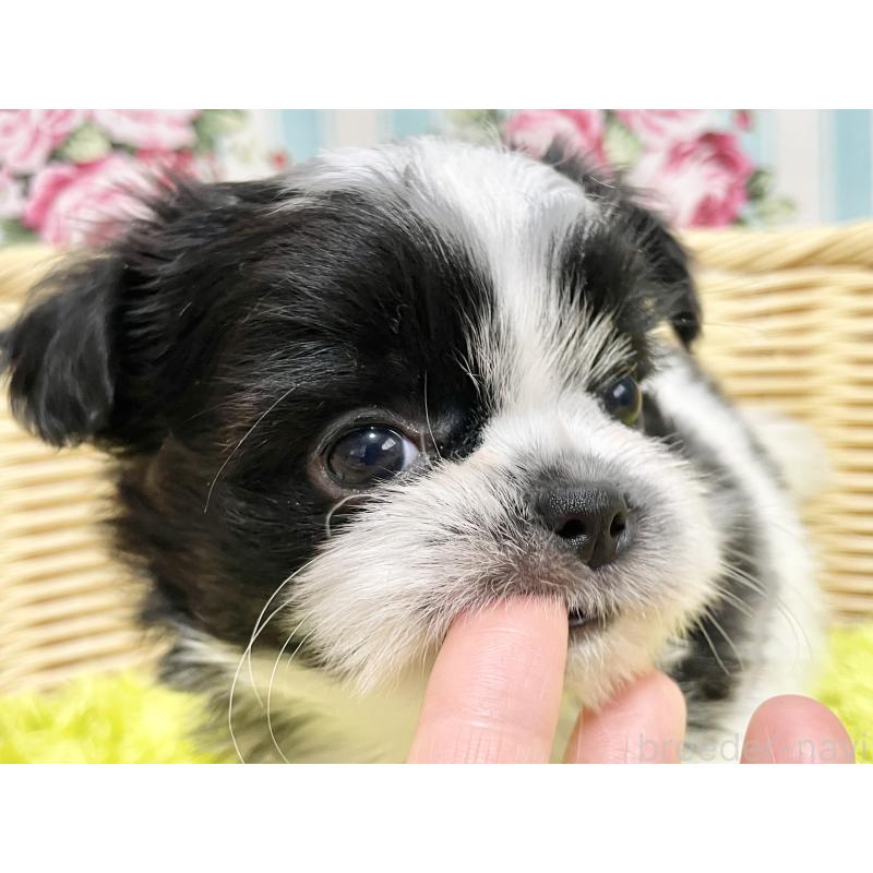 販売中の秋田県のチワズー:チワワ×シーズー-451372の15枚目