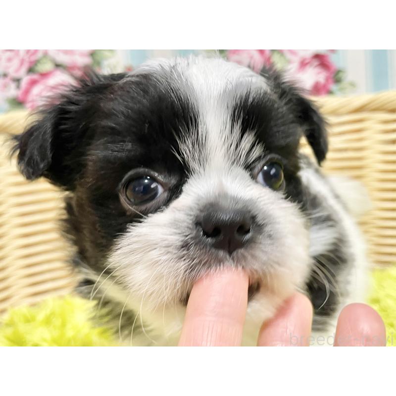 販売中の秋田県のチワズー:チワワ×シーズー-451372の14枚目