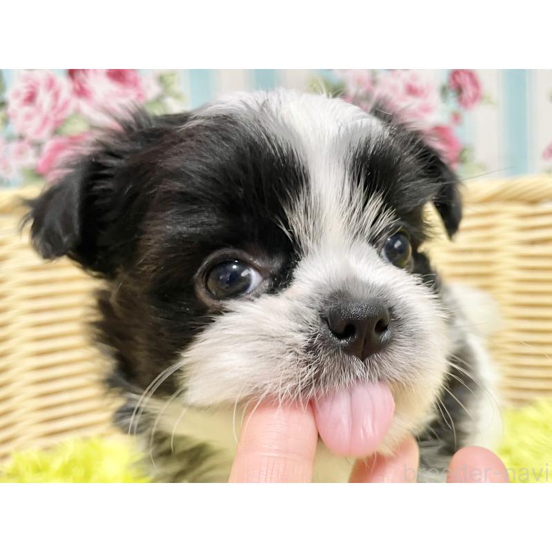 販売中の秋田県のチワズー:チワワ×シーズー-451372の13枚目