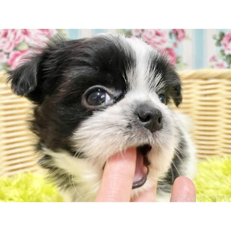 販売中の秋田県のチワズー:チワワ×シーズー-451372の12枚目