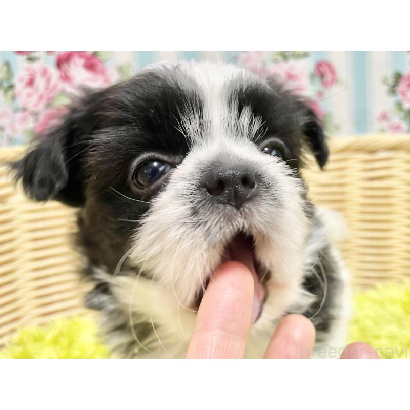 販売中の秋田県のチワズー:チワワ×シーズー-451372の11枚目