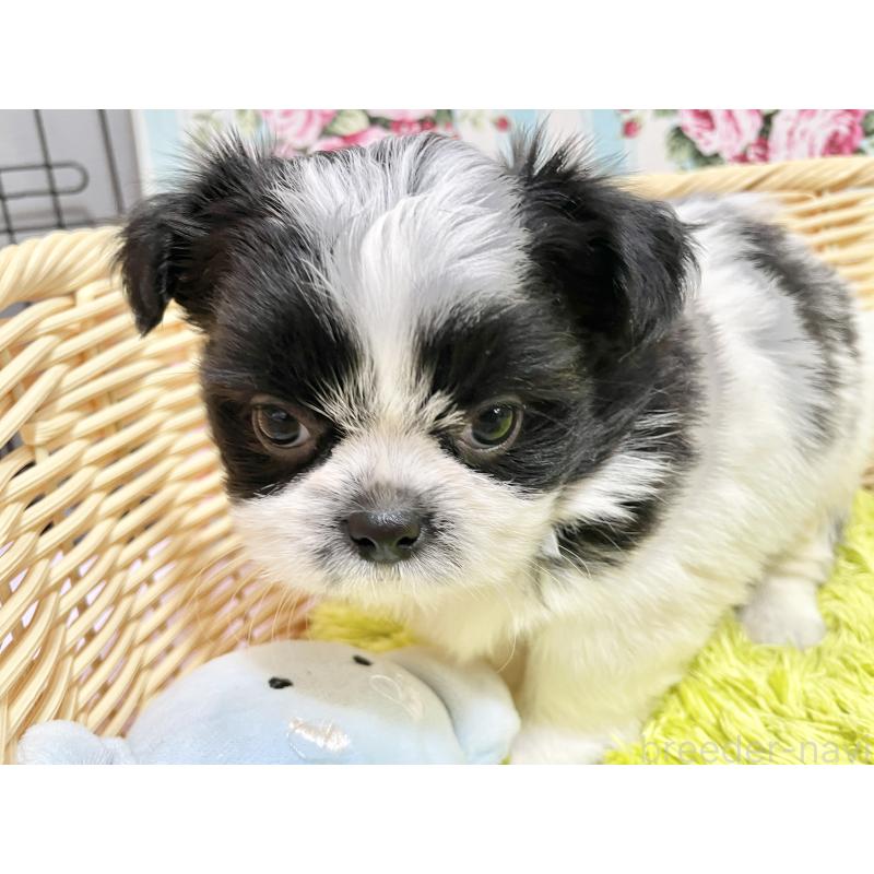 販売中の秋田県のチワズー:チワワ×シーズー-451372の10枚目