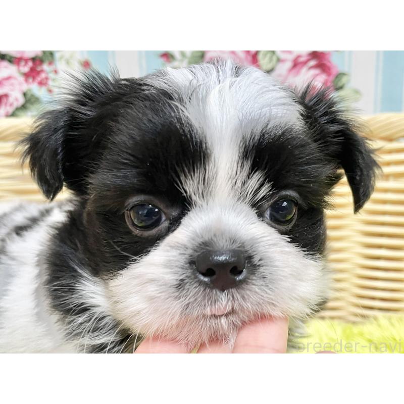 販売中の秋田県のチワズー:チワワ×シーズー-451372の9枚目