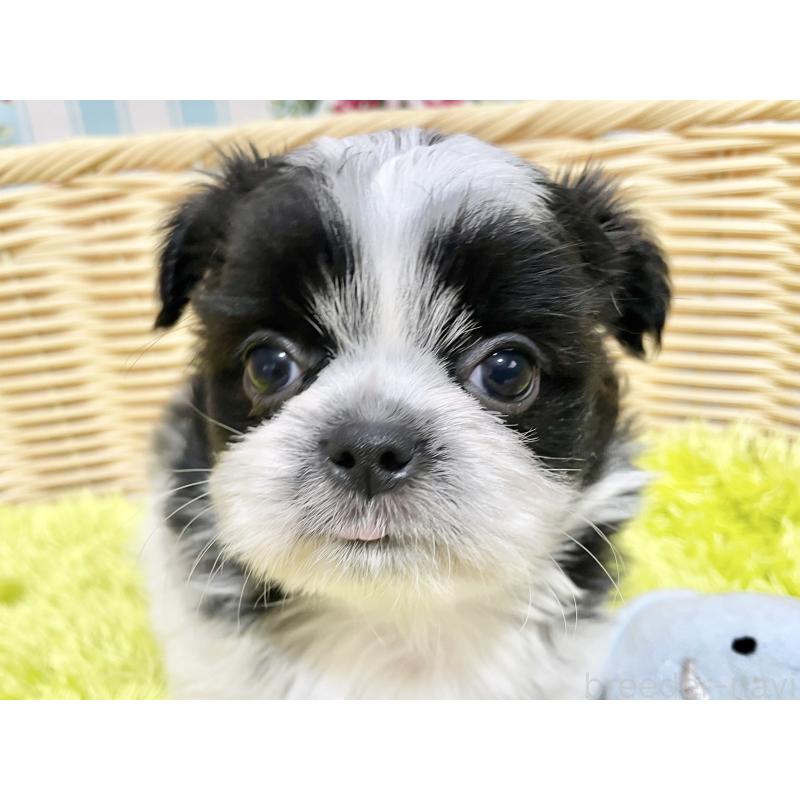 販売中の秋田県のチワズー:チワワ×シーズー-451372の8枚目