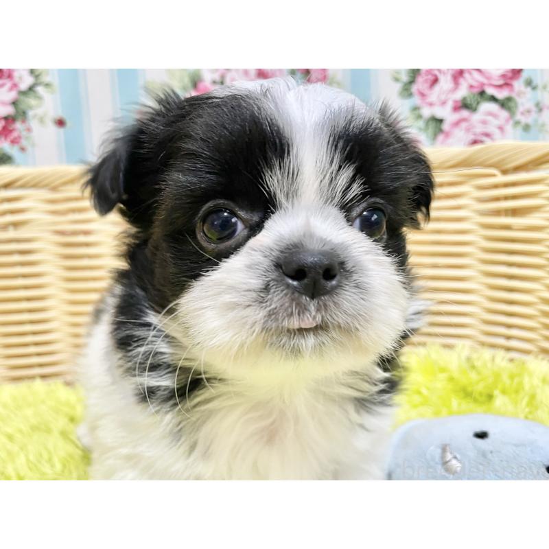 販売中の秋田県のチワズー:チワワ×シーズー-451372の7枚目