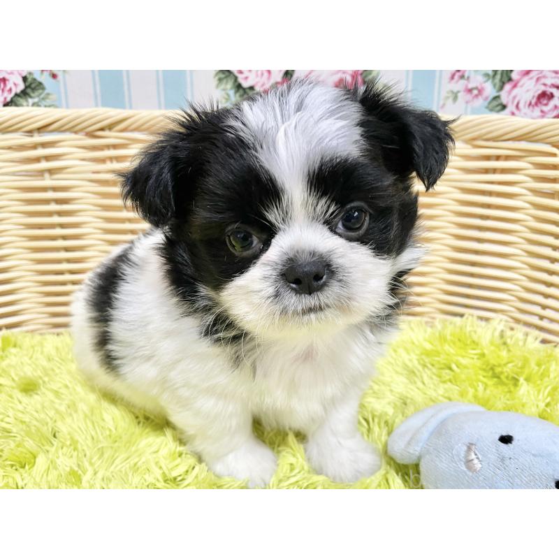 販売中の秋田県のチワズー:チワワ×シーズー-451372の5枚目