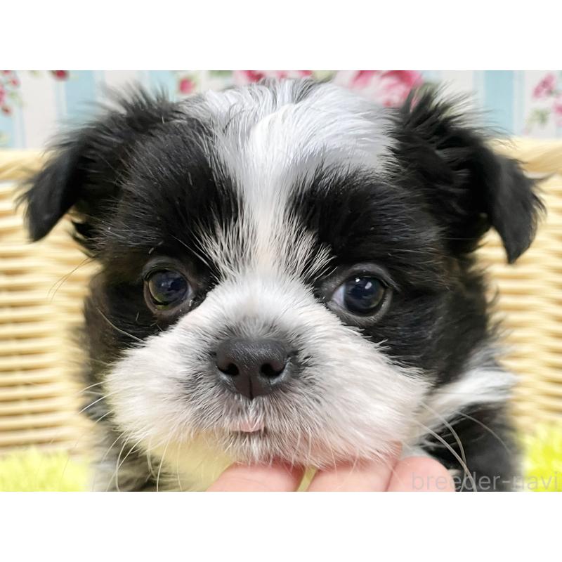 販売中の秋田県のチワズー:チワワ×シーズー-451372の4枚目