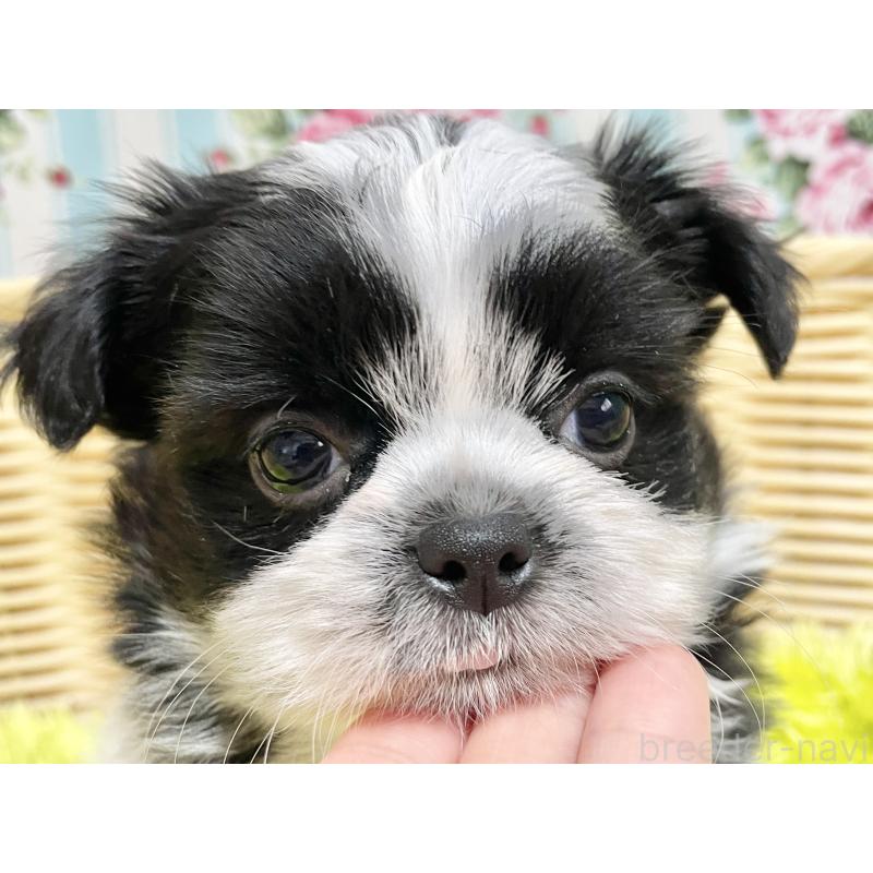 販売中の秋田県のチワズー:チワワ×シーズー-451372の3枚目