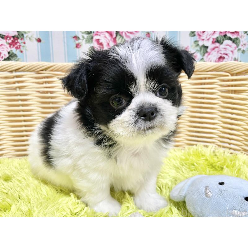 販売中の秋田県のチワズー:チワワ×シーズー-451372の2枚目