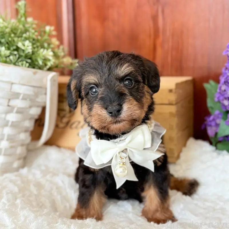 販売中の茨城県のミックス犬-451369