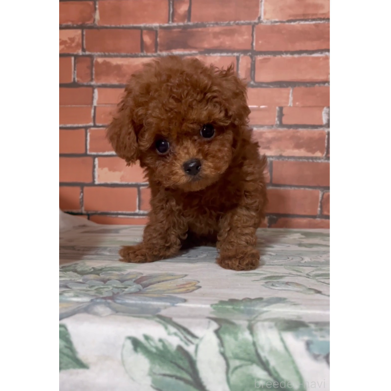 販売中の千葉県のティーカッププードル-437813の2枚目