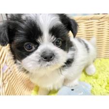 ♀︎チワズー:チワワ×シーズー