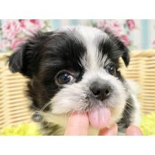 ♀︎チワズー:チワワ×シーズー