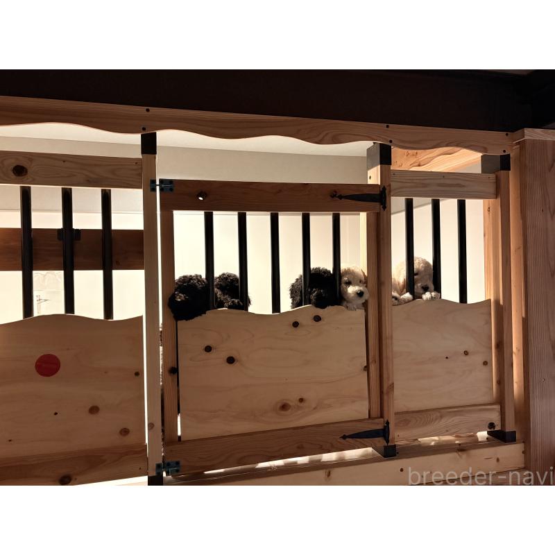 犬舎紹介の大分県の犬舎紹介-3624の3枚目