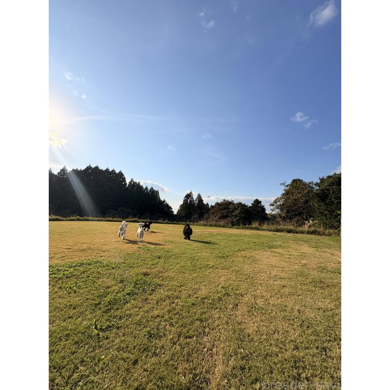 犬舎紹介の大分県の犬舎紹介-3624の5枚目